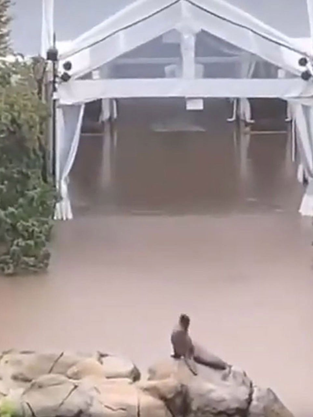 Amidst Heavy Rainfall, Sea Lion Ventures Beyond Enclosure in New York Zoo