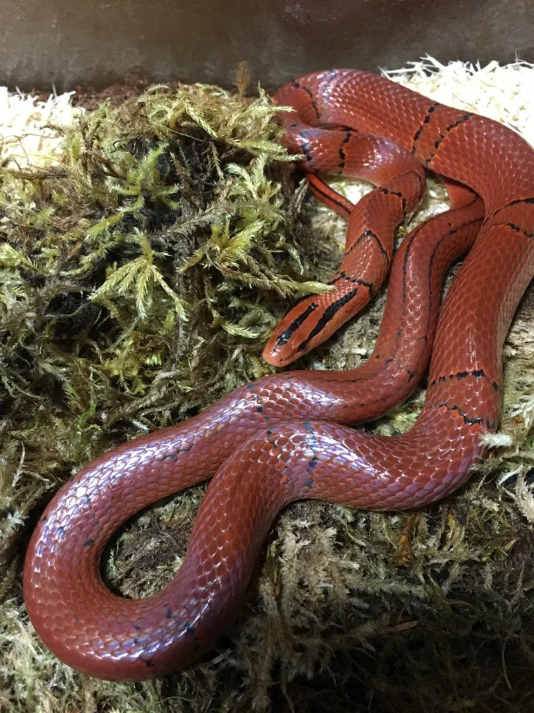 Ruby Snake