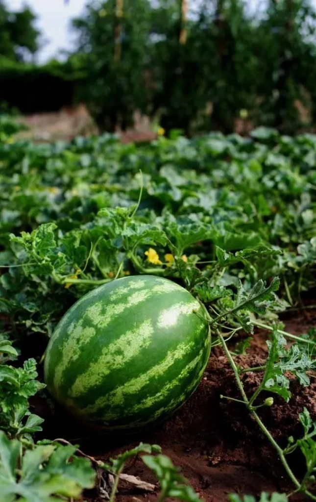 gardening at home