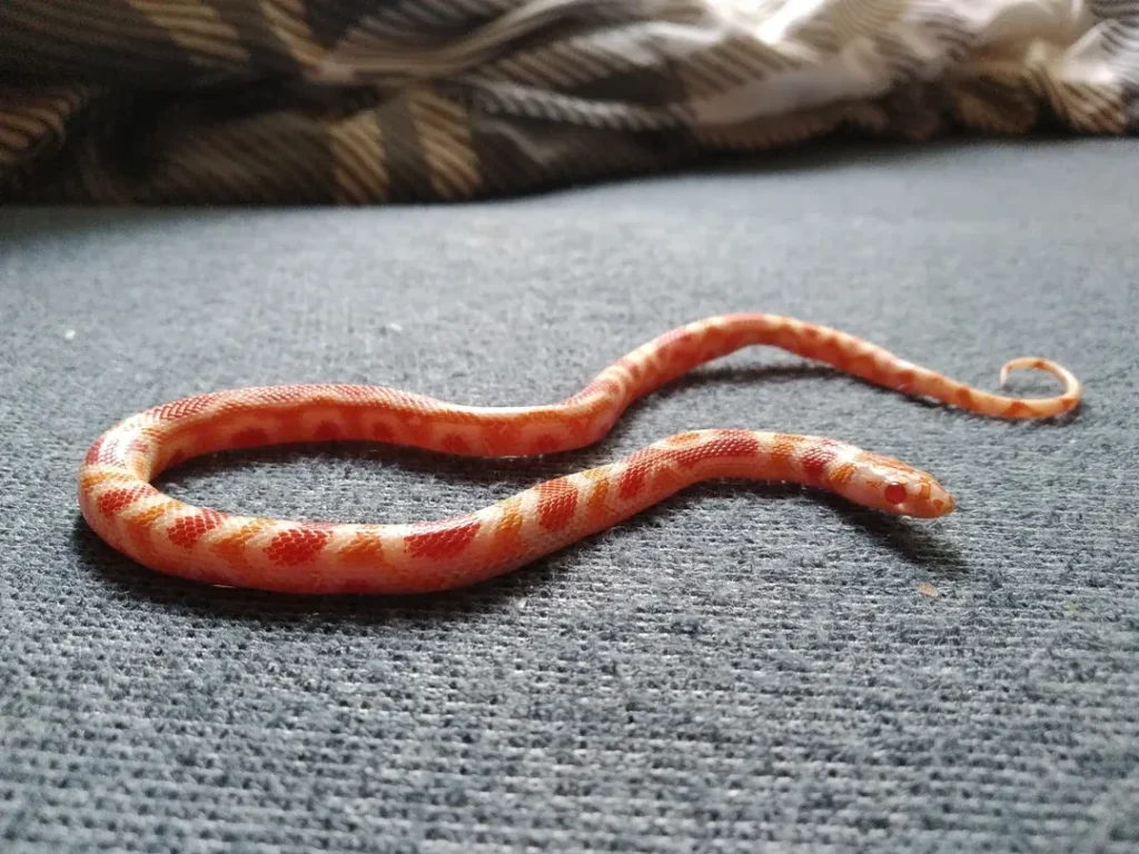 Ruby Snake