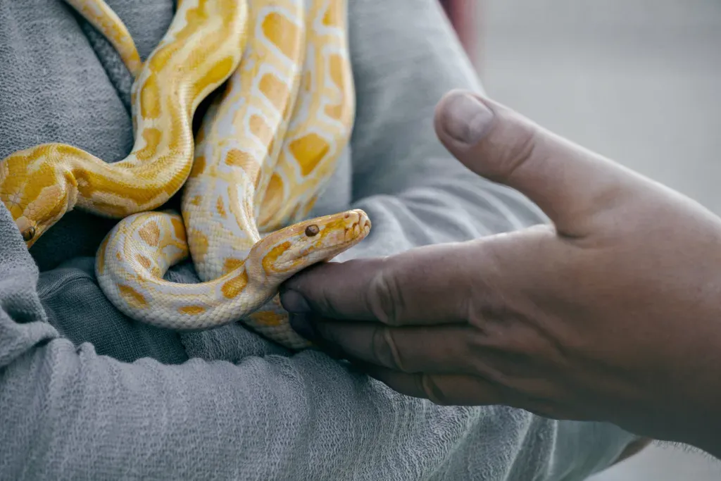 Ruby Snake